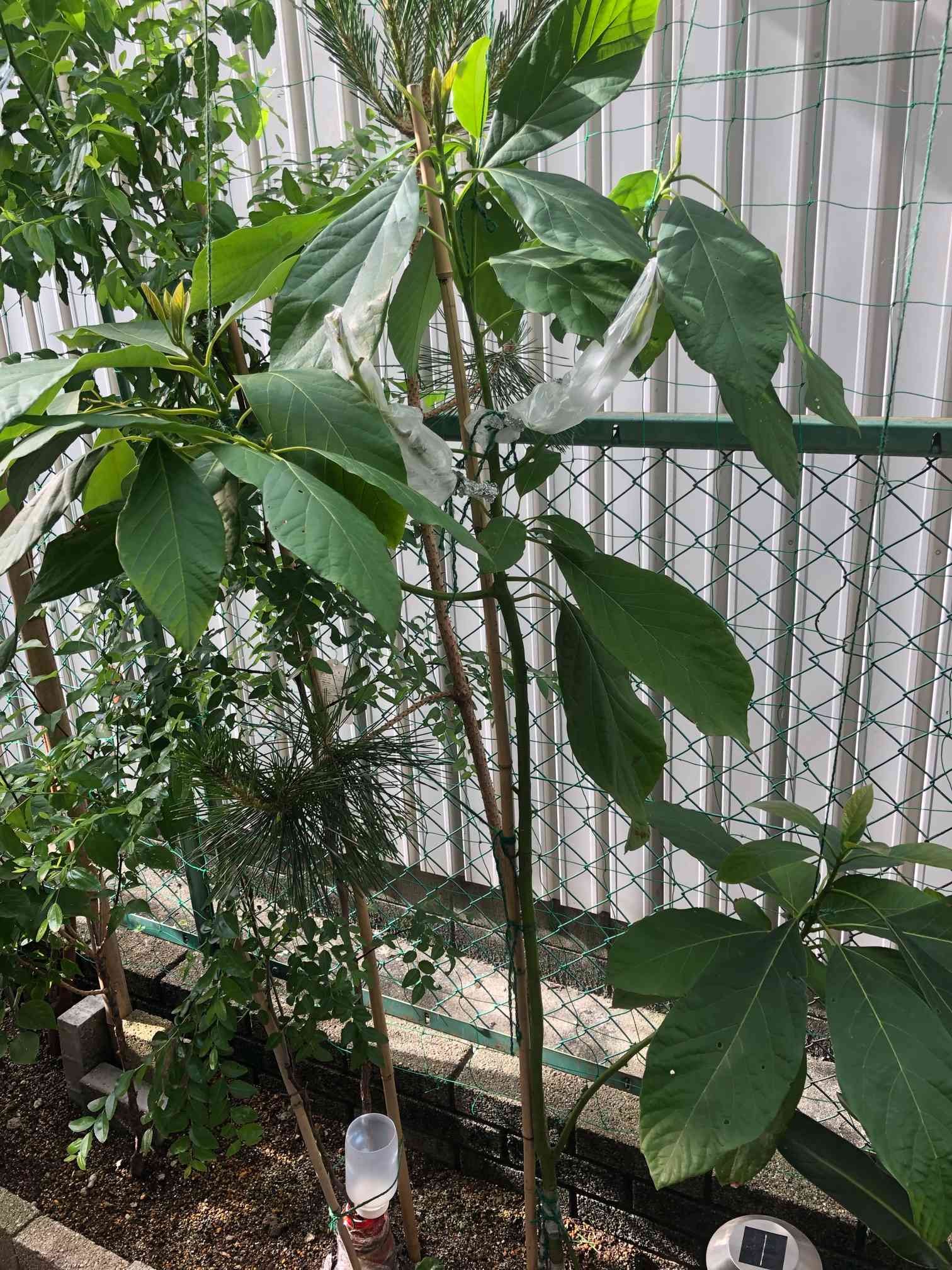 アボカド接木苗 直接引き取り限定