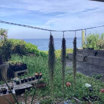 チランドシア ウスネオイデスの投稿画像一覧 Greensnap グリーンスナップ