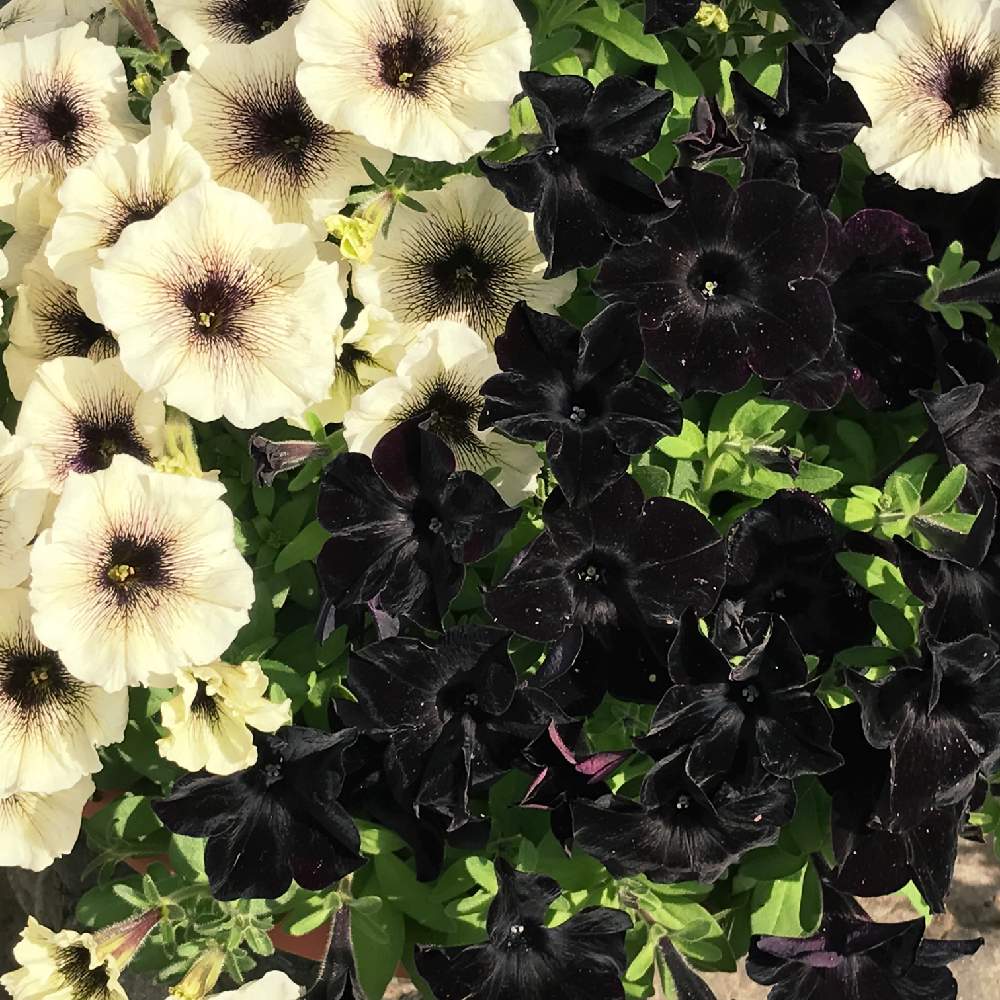 ペチュニア カプチーノの投稿画像 By 756さん ペチュニア ブラックマジックと寄せ植えと花のある暮らしと植中毒 19月6月17日 Greensnap グリーンスナップ