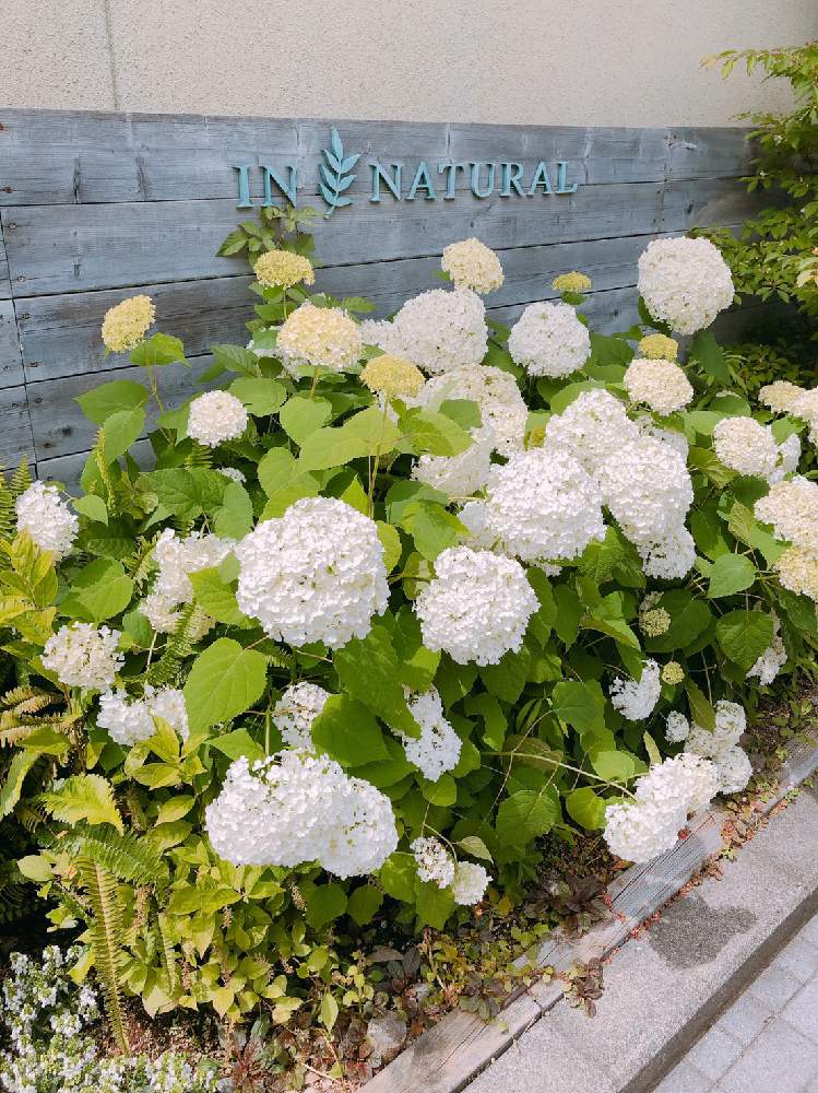 アジサイ 紫陽花の投稿画像 By まゆりん さん 花のある暮らしと紫陽花 と あじさい19 フォトコンテストとバルコニー ベランダと紫陽花love とアジサイ 紫陽花と花のある暮らしと紫陽花 と あじさい19 フォトコンテストと紫陽花love 19月6月17日