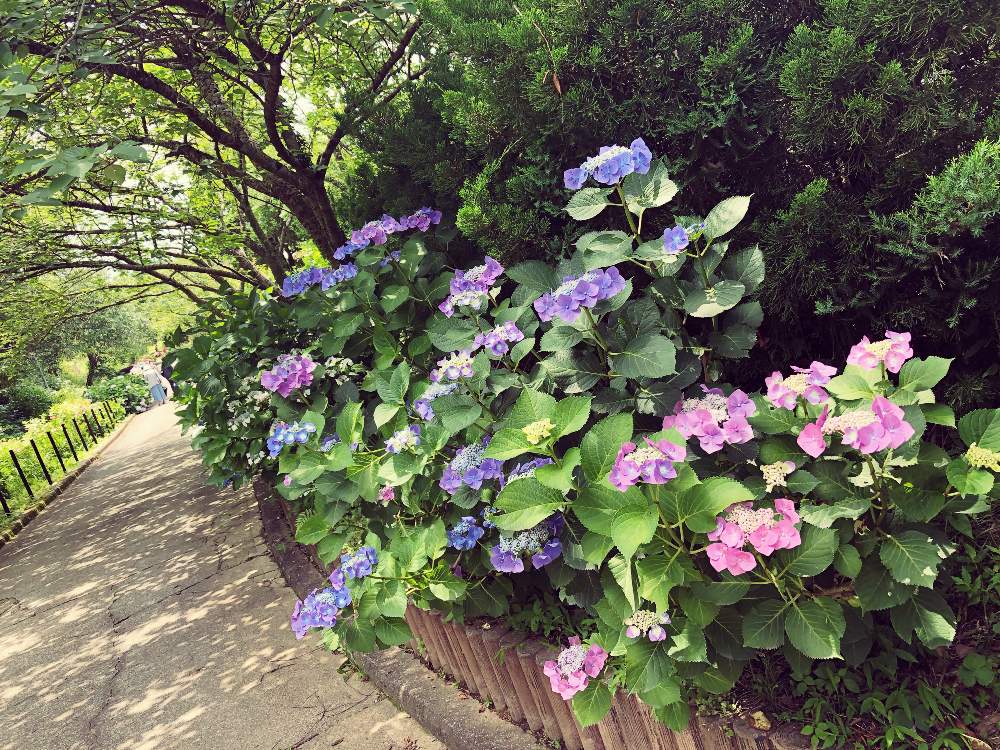 紫陽花の投稿画像 By ミキティさん 和歌山県植物公園緑化センターと和歌山と紫陽花 アジサイ あじさいと あじさい19 フォトコンテストと花のある暮らしと令和元年 19月6月17日 Greensnap グリーンスナップ