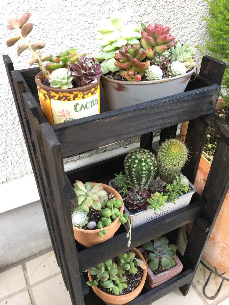 玄関の投稿画像 By Kakokakoさん 多肉植物と花のある暮らしとすのこ多肉棚と多肉植物と花のある暮らしとすのこ多肉棚 19月6月17日 Greensnap グリーンスナップ Greensnap グリーンスナップ 玄関の投稿画像 By Kakokakoさん 多肉植物と花のある暮らしとすのこ多肉棚と多肉植物と花のある暮らしとすのこ多肉棚 19月6月17日 Greensnap グリーンスナップ Greensnap グリーンスナップ