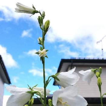 モモバキキョウ(桃葉桔梗)の画像 by モコモコ✨さん | 小さな庭とモモバキキョウ(桃葉桔梗)と白い花と花のある暮らし