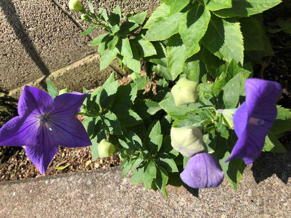 桔梗 🌱9月11日＊完🌱｜🍀GreenSnap（グリーンスナップ）