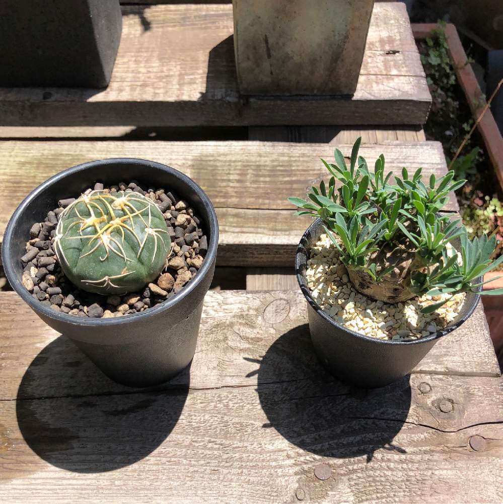 峨眉山の投稿画像 By Tuttoさん 海王丸と新しい仲間と多肉植物と多肉男子とサボテン科と植物のある暮らしとひなたぼっこと花のある暮らしと ユーフォルビア 19月6月17日 Greensnap グリーンスナップ