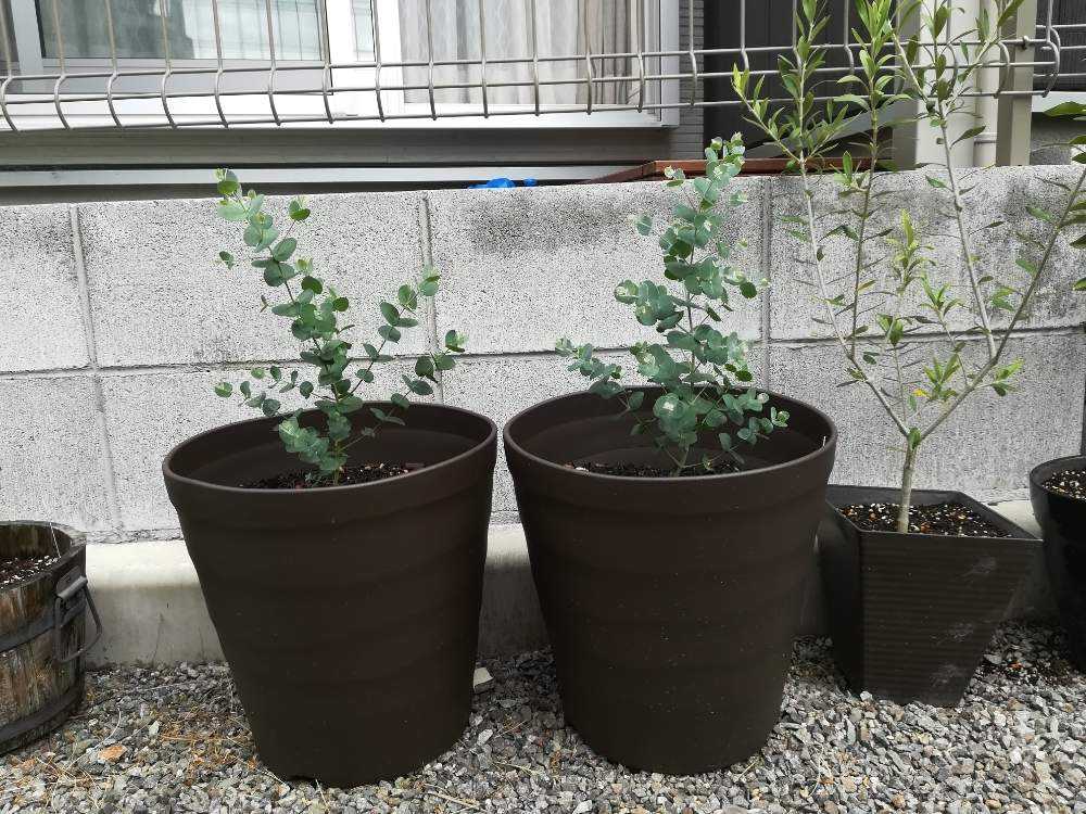 ユーカリグニーの成長記録 Greensnap グリーンスナップ