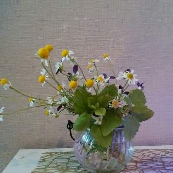 お花摘みの画像 by moonさん | 部屋とレモンバームとビオラとジャーマンカモミールとカモミールとハーブと白い花とお花摘み