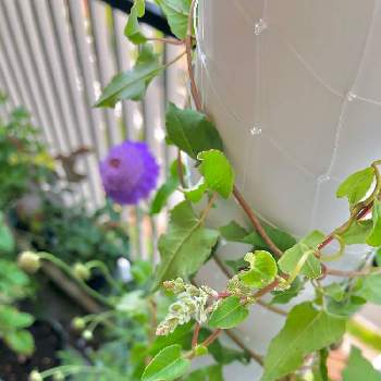 夏雪カズラの投稿画像一覧 Greensnap グリーンスナップ