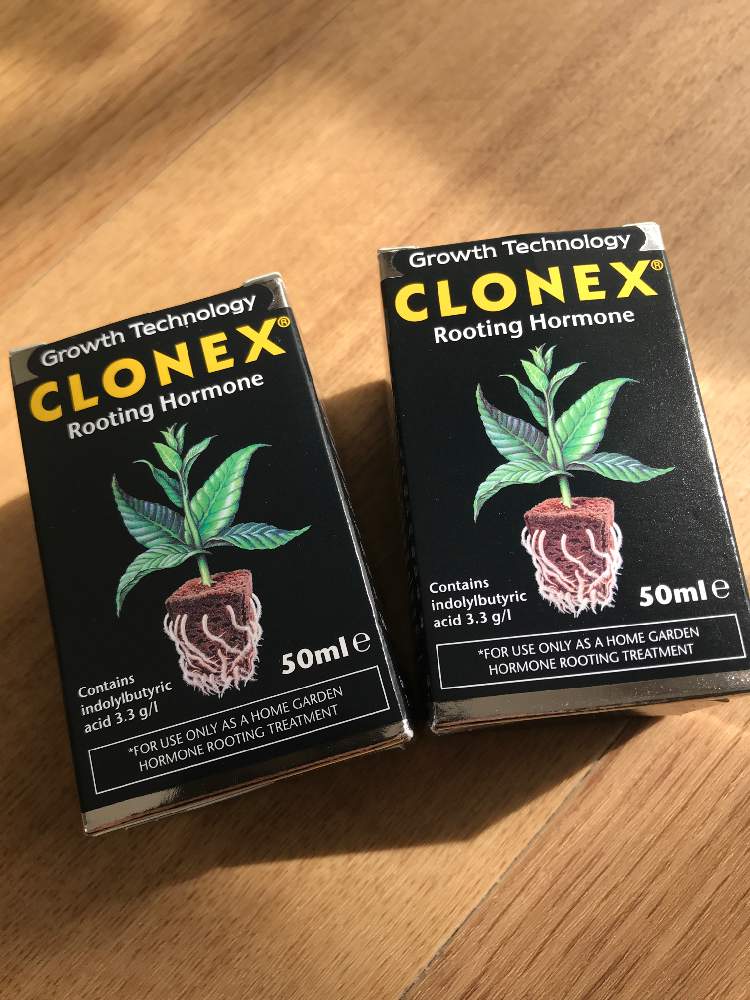 Clonex Rooting Gelの投稿画像 By Helloさん Clonexと挿し木にチャレンジとオペルクリカリア パキプス と発根待ちとオペルクリカア パキプスと挿し木と発根 とパキプスとクロネックスと挿し木から成長とルートン 発根促進剤 19月6月17日 Greensnap グリーン