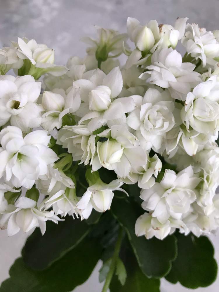 カランコエの投稿画像 By Mayuka さん 幸せ とお花大好き といつもありがとう と植中毒と緑のある暮らしとありがとうと八重咲きと多肉女子とlove Greenと花のある暮らしと白い花大好きとやさしさと白い花とお花好きとgreen Up とホッと一息 とlove Plantsとノー