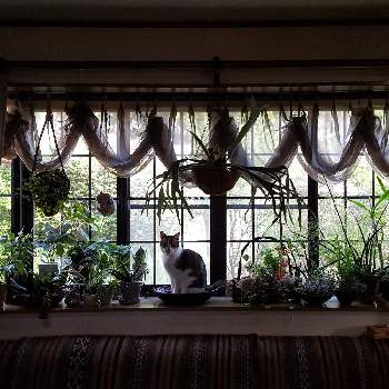 『窓辺に飾られた植物』フォトコンテストの画像 by kaorunさん | インテリアとGREEN UP!と『窓辺に飾られた植物』フォトコンテスト