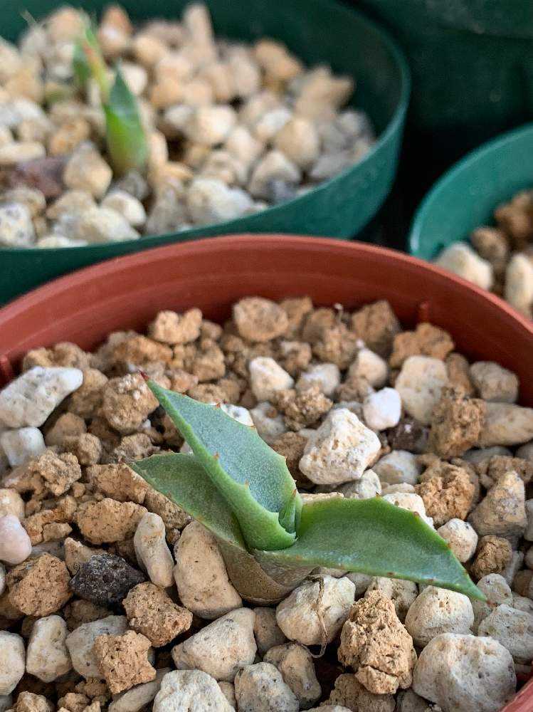 アガベ、コロラータ(武蔵坊)地植えしてます 良型|観葉植物 アガベ、コロラータ(武蔵坊)地植えしてます 良型|観葉植物