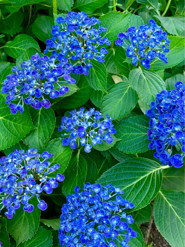 開花中の投稿画像 By あじさいさん ブルーとあじさい大好きと紫陽花 アジサイ あじさいと美しいとポップコーンあじさいと成長記録と あじさい 19 フォトコンテストと花のある暮らしと地植えとポップコーンと小さな庭と開花中とブルーとあじさい大好きと紫陽花