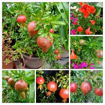 姫ザクロ Punica Granatum Cv Nana の投稿画像一覧 Greensnap グリーンスナップ