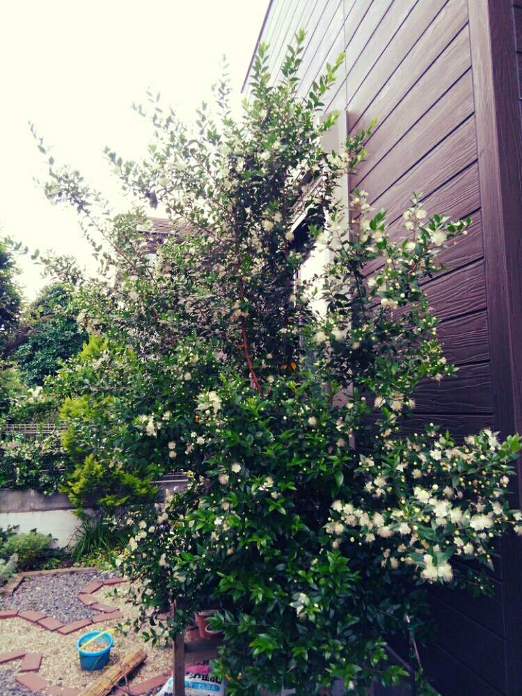 ギンバイカ マートル の投稿画像 By 宏之助さん シンボルツリーと手作りの庭と半日陰と我が家の花壇と丈夫な子 と咲いた 19月6月17日 Greensnap グリーンスナップ