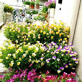 まだまだ咲いてるの画像 by MAKIMAKIさん | エクステリアとまだまだ咲いてるとビオラ・パンジーと狭い庭と玄関アプローチとまだまだ咲きますと今日のビオラとGreenSnapmarcheとお庭の花たちと成長記録と花好きと小さな小さな庭と花のある暮らしと小さな花と玄関先とお花好きの人と繋がりたいとやっぱり花が好き♡とガーデニングスペースと玄関前と玄関ガーデン