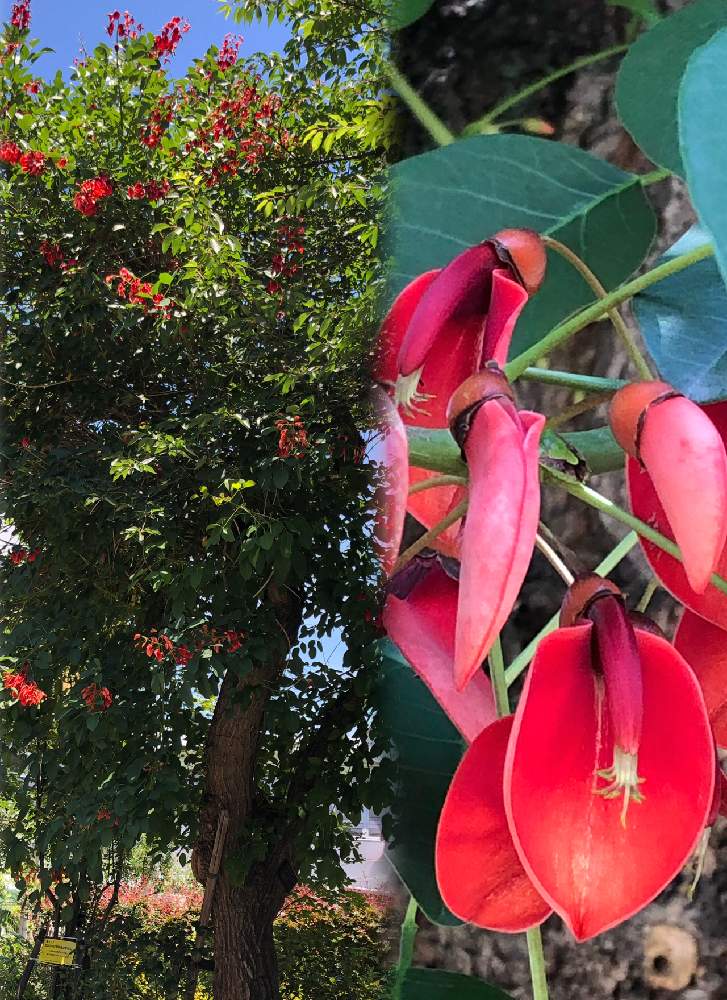 アメリカデイゴ 海紅豆 の投稿画像 By まきちゃんさん 赤い花とトロピカルと木に咲く花と個性的な花 19月6月 18日 Greensnap グリーンスナップ
