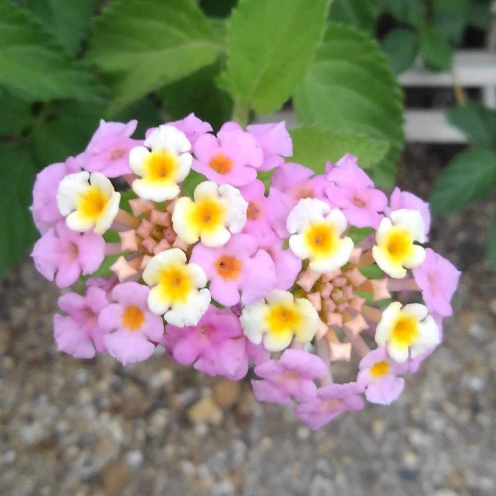 ランタナの投稿画像 By 引っ越し屋さん 19月6月18日 Greensnap グリーンスナップ