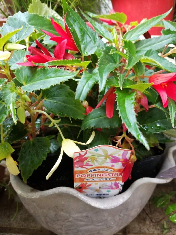 球根ベコニアの投稿画像 By じーどらごんさん 育て方がわからないと育て方がわからない 19月6月18日 Greensnap グリーンスナップ Greensnap グリーンスナップ 球根ベコニアの投稿画像 By じーどらごんさん 育て方がわからないと育て方がわからない 19月6月18日 Greensnap グリーンスナップ Greensnap グリーンスナップ