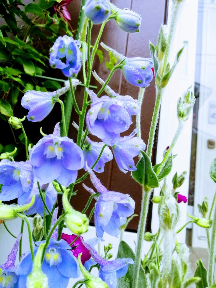 デルフィニュウムの投稿画像 By モコモコ さん 花のある暮らしと水色の花 19月6月18日 Greensnap グリーンスナップ