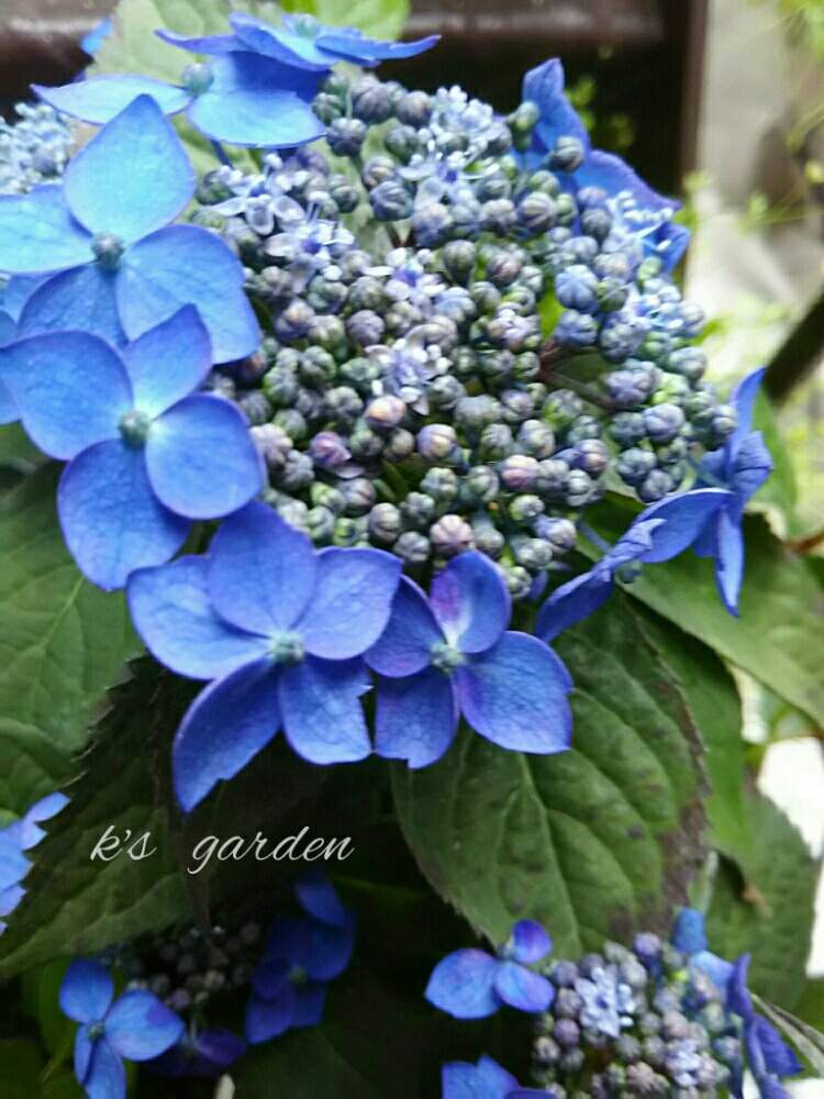 山アジサイ 藍姫の投稿画像 By Kikorinさん 癒される とお気に入り とあじさい大好きと鉢植えと あじさい19 フォトコンテストと私の癒し系達 と花のある暮らしとヤマアジサイと上品な美しさ 19月6月18日 Greensnap グリーンスナップ