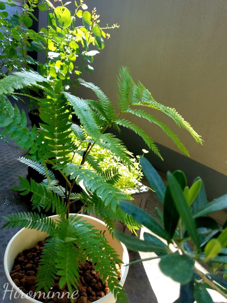 エバーフレッシュの投稿画像 By ヒロミンさん 観葉植物と植物のある暮らし 19月6月18日 Greensnap グリーンスナップ