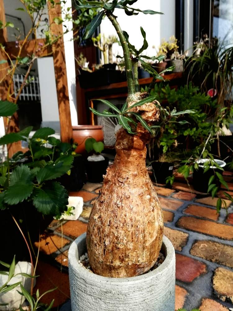 アデニウム ソマレンセの投稿画像 By Kuniondoさん 我が家の温室とアデニウムソマレンセとコーデックスと植中毒と砂漠の薔薇 アデニウムと塊根植物と我が家の庭と珍奇植物と洋風の庭 19月6月18日 Greensnap グリーンスナップ