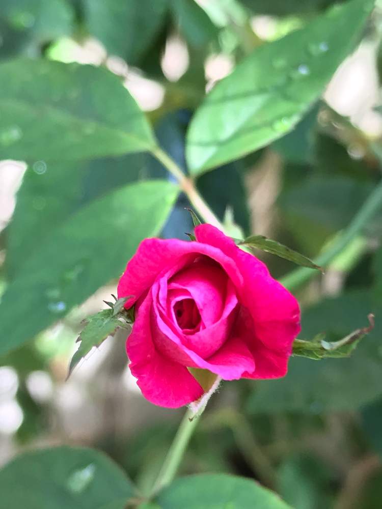 島バラ沖縄産 庚申薔薇こうしんばら挿し木成功ポット苗 サンスベリア