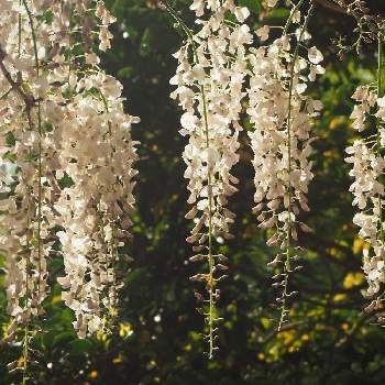 萬葉植物園の画像 by なごさん | お出かけ先と藤の花♡と萬葉植物園