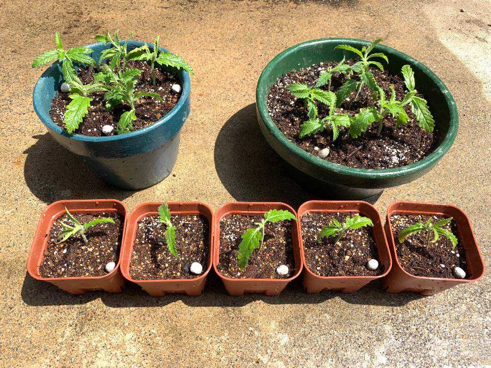 挿し木でバーベナを増やす 完結 Greensnap グリーンスナップ