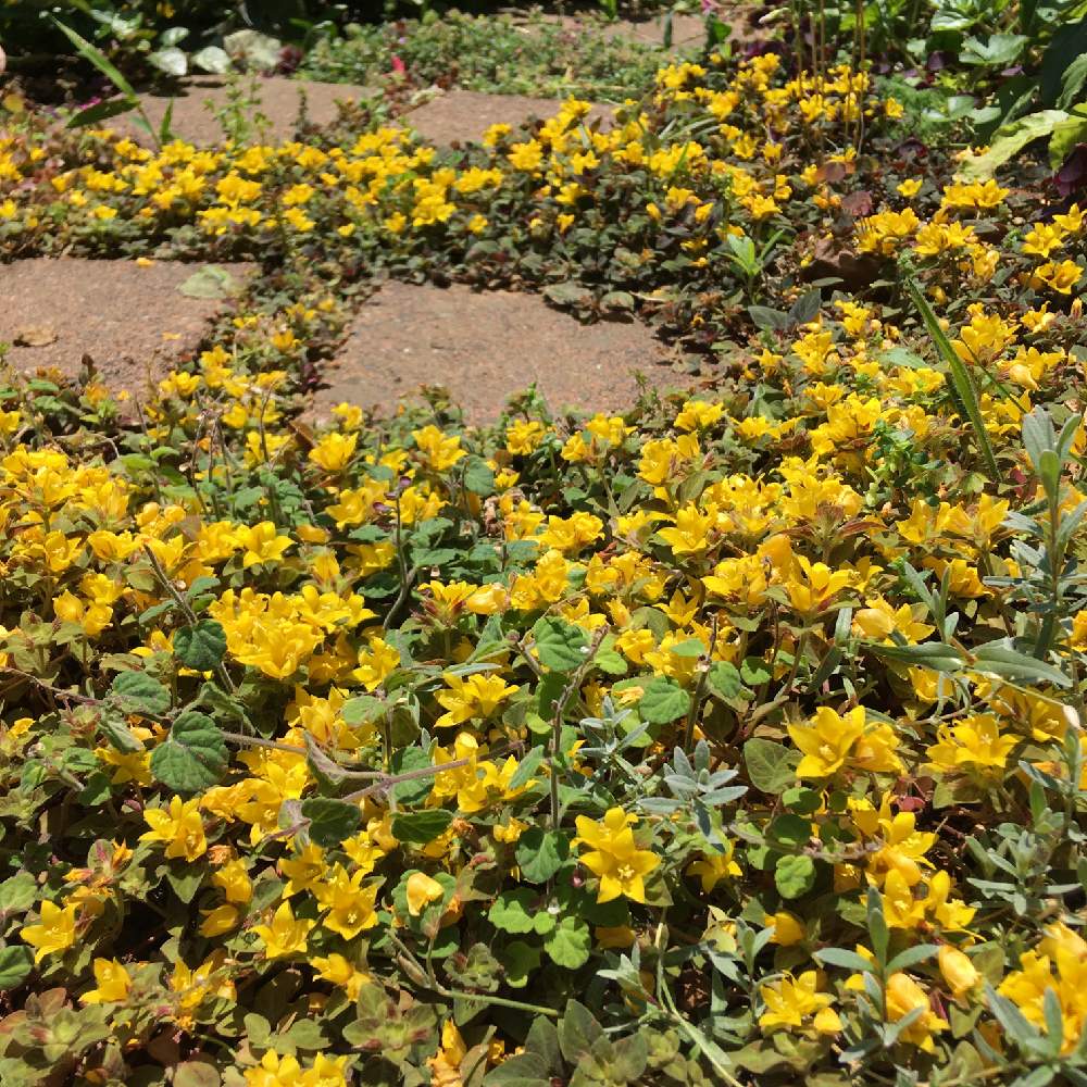 リシマキアミッドナイトサンの投稿画像 By Apollo アポロさん 小さな庭とガーデニングとグランドカバーと花のある暮らしとガーデニングとグランドカバーと花のある暮らし 19月6月18日 Greensnap グリーンスナップ Greensnap グリーンスナップ