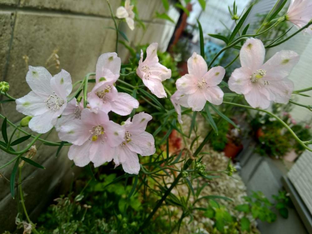 デルフィニュウムの投稿画像 By はなさん デルフィニウム サクラヒメと可愛すぎる と花 のある暮らしとかわいいな と桜色と6月とデルフィニウムと小さな庭と可愛すぎる と花のある暮らしとかわいいな と桜色と6月 19月6月18日 Greensnap グリーンスナップ