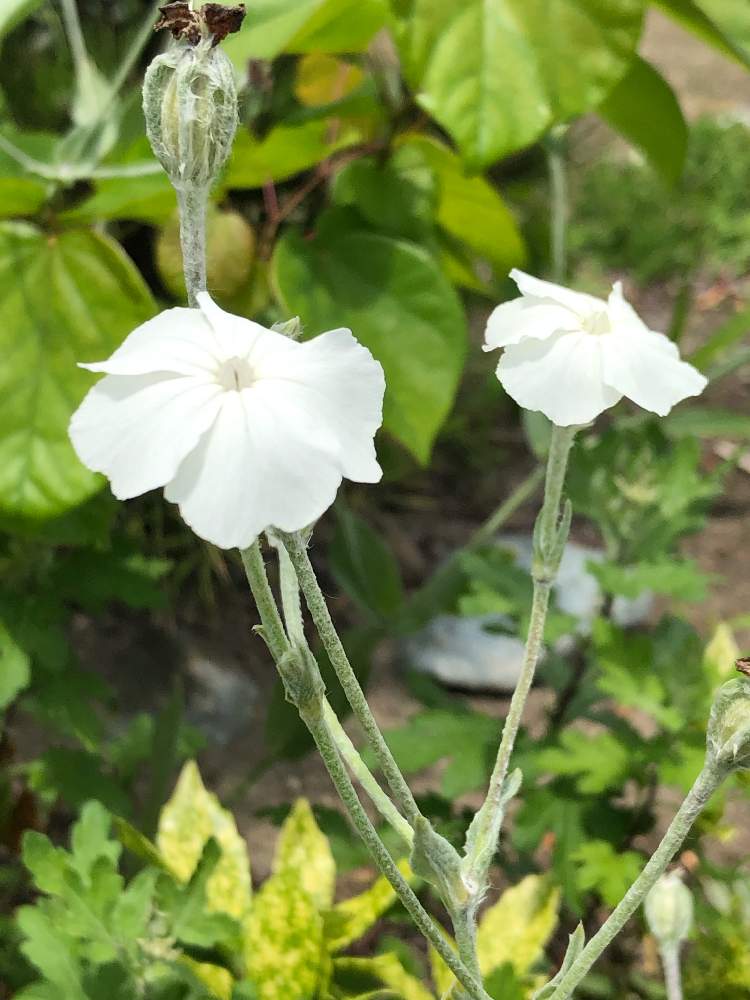 スイセンノウ フランネルソウ の投稿画像 By Heathさん ビロードソウとリクニス コロナリア と白い花とナデシコ科とこぼれ種でも増える 19月6月18日 Greensnap グリーンスナップ