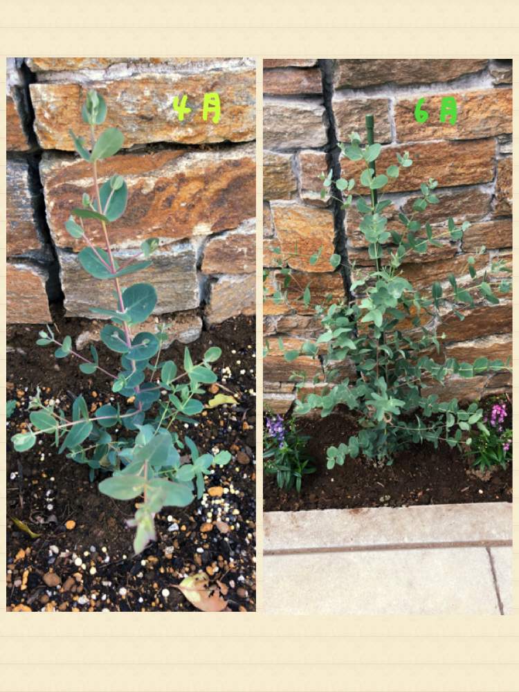 ユーカリグニーの投稿画像 By Kasさん 成長記録とユーカリの木 19月6月18日 Greensnap グリーンスナップ