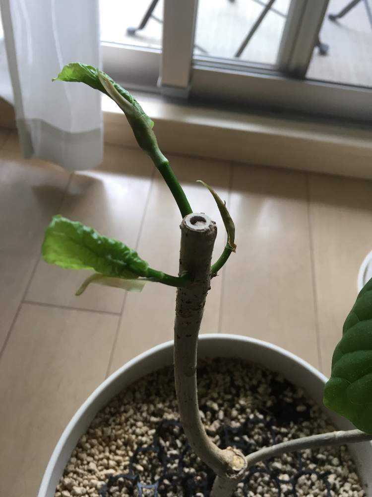 ひょろひょろになったウンベラータを剪定してから夏まで Greensnap グリーンスナップ