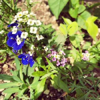 スイートアリッサム 紫の画像 by カオリンさん | 小さな庭とアリッサムとファセリア・カンパヌラリアとミックス種と紫色の花と青い花と白い花とミックスシードとスイートアリッサム 白とスイートアリッサム 紫