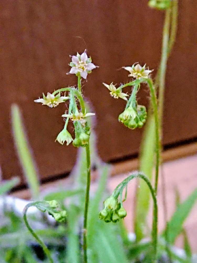 ドロセラ アデラエの投稿画像 By Caroさん 食虫植物と食虫植物の花 19月6月18日 Greensnap グリーンスナップ