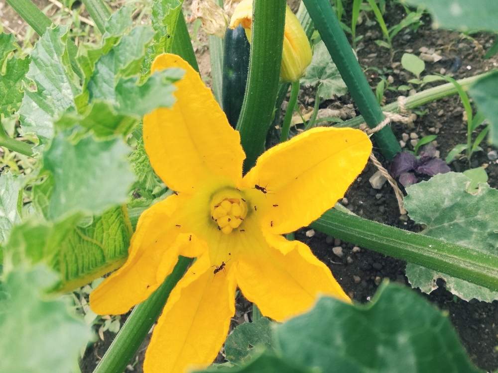 ズッキーニの花の投稿画像 By ひなさん 畑と自家製と家庭菜園と栽培記録と農業と成長記録と野菜の花と自家製野菜と夏野菜と ズッキーニ と自家製と家庭菜園と栽培記録と農業と成長記録と野菜の花と自家製野菜と夏野菜と ズッキーニ 19月6月18日 Greensnap