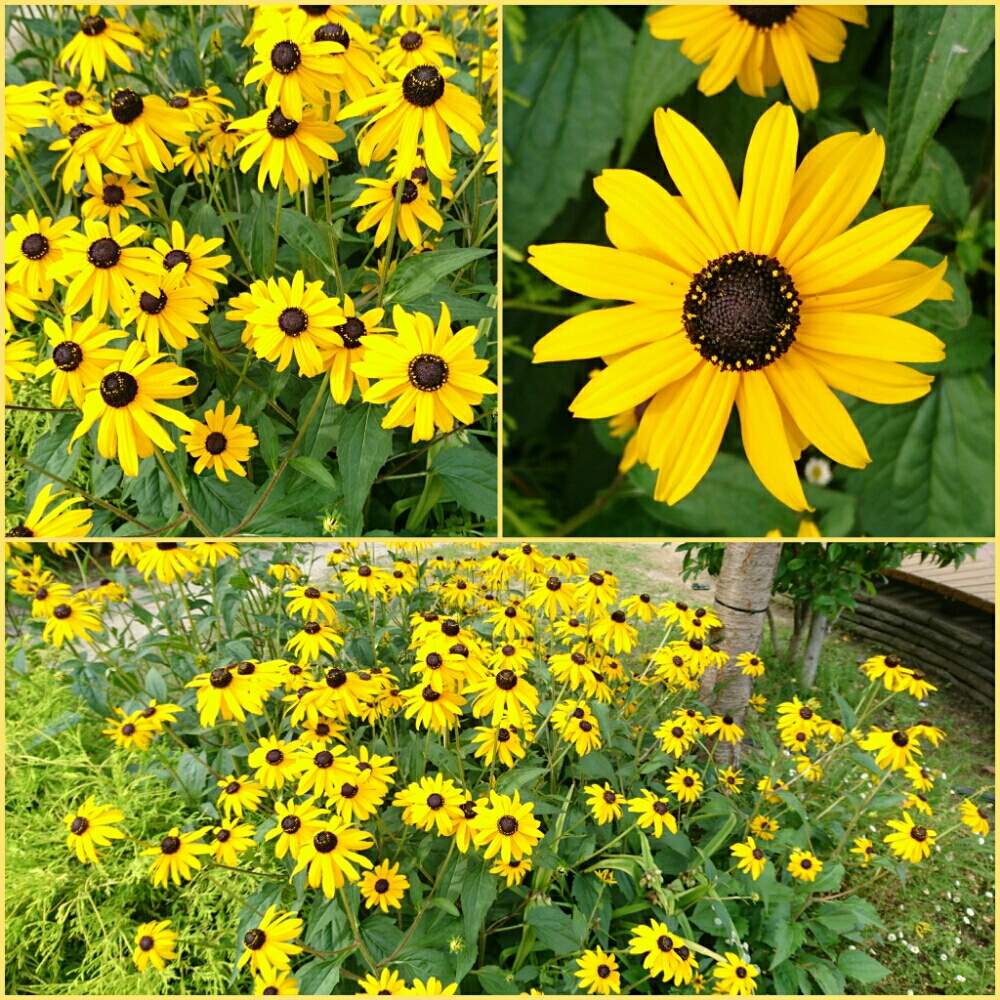 ラブリールドベキア ヒルタ 最高の花の画像