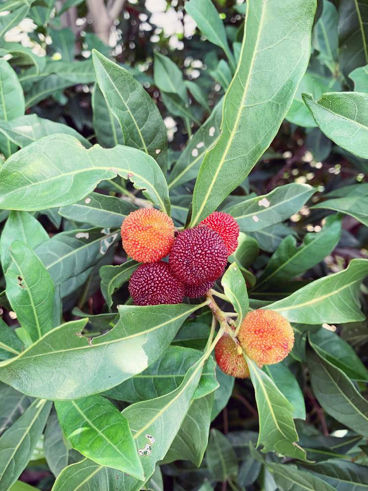 多肉男子の投稿画像 By ミント大好きさん ヤマモモの実と植中毒と花のある暮らしと自然の力 19月6月18日 Greensnap グリーンスナップ