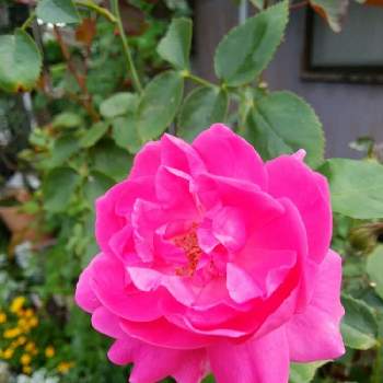 薔薇 パレードの画像 by Cynthiaさん | 小さな庭と薔薇 パレードとパレードと花のある暮らしとばら バラ 薔薇