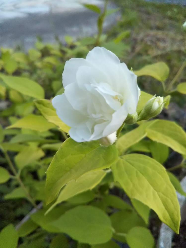 バイカウツギ イエローヒルの投稿画像 By Askさん カラーリーフと花木と花のある暮らしと北海道の庭とno Green No Lifeと緑のある暮らしとみどりのある暮らしと小さな庭とカラーリーフと花木と花のある暮らしと北海道の庭とno Green No Lifeと緑のある暮らしとみどりの