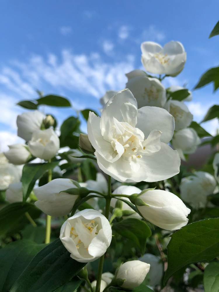 バイカウツギ スノーファンタジーの投稿画像 By Rosa Sさん お庭を彩るお花 樹木フォトコンと北海道でも越冬しますと花のある暮らしと白い花と北海道 19月6月18日 Greensnap グリーンスナップ