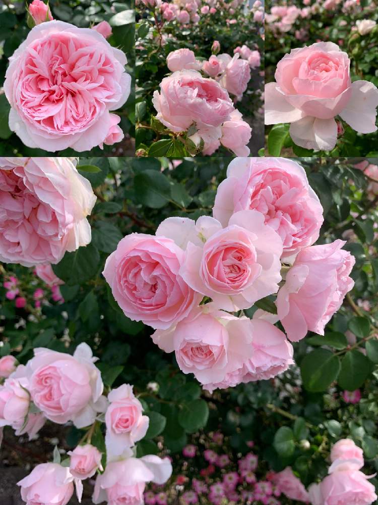 薔薇シンデレラの投稿画像 By きくさん 小さな庭とバラのある暮らしとピンク色の花とガーデニングと花のある暮らしと薔薇 とバラ のある暮らしとピンク色の花とガーデニングと花のある暮らしと薔薇 19月6月19日 Greensnap グリーンスナップ Greensnap