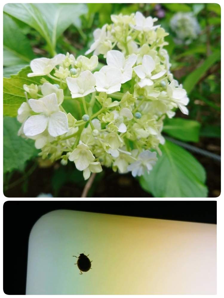 紫陽花の投稿画像 By そらさん てんとう虫とありがとう とかわいい と白 大好きと自己大満足 と あじさい19 フォトコンテスト 19月6月19日 Greensnap グリーンスナップ