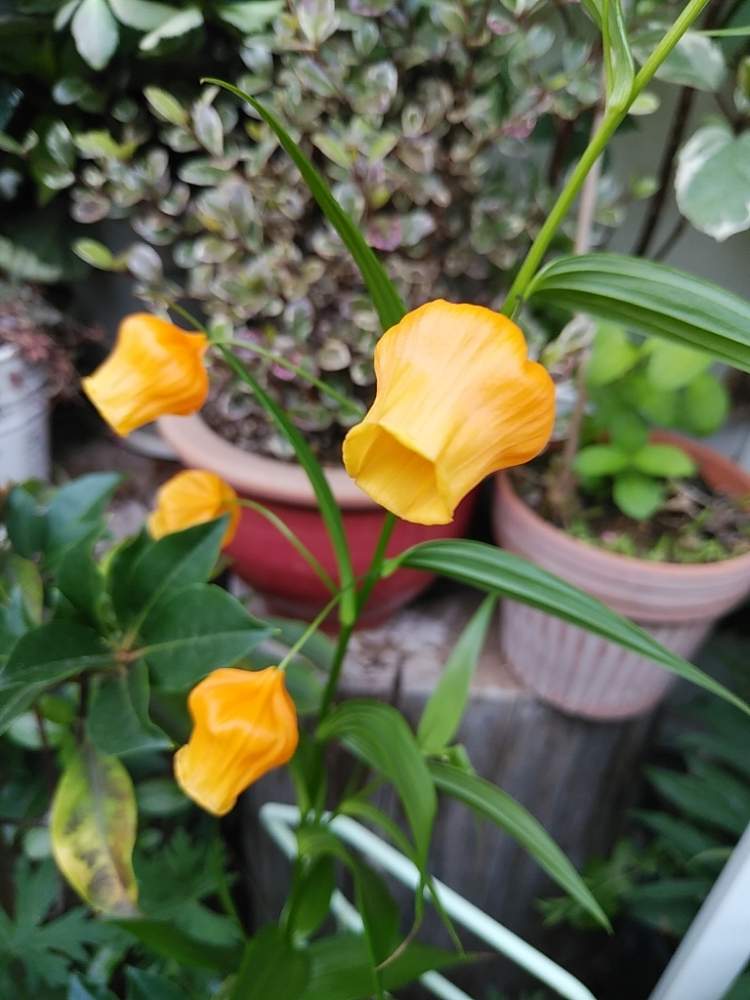 サンダーソニアの投稿画像 By 96さん 球根植物とかわいいな とオレンジ色 19月6月19日 Greensnap グリーンスナップ