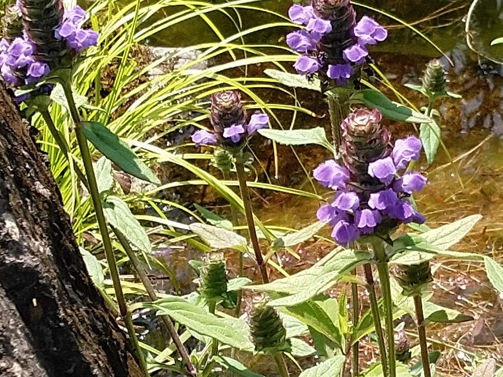 ウツボグサの投稿画像 By ガラスビンさん Gs 日和と自然風の庭作りとほったらかしと毎年咲きます と花のある暮らしと池を彩る と夏が来る 19月6月19日 Greensnap グリーンスナップ