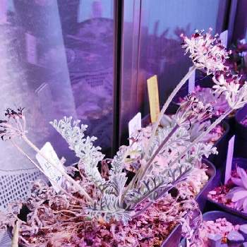 ペラルゴニウム アウリツムの画像 by I.P.G.C.(byシェスター)さん | 窓辺とペラルゴニウム アウリツムと水やりと種まきと室内温室とFGO-600S(温室)と窓際とタネまきとLED栽培