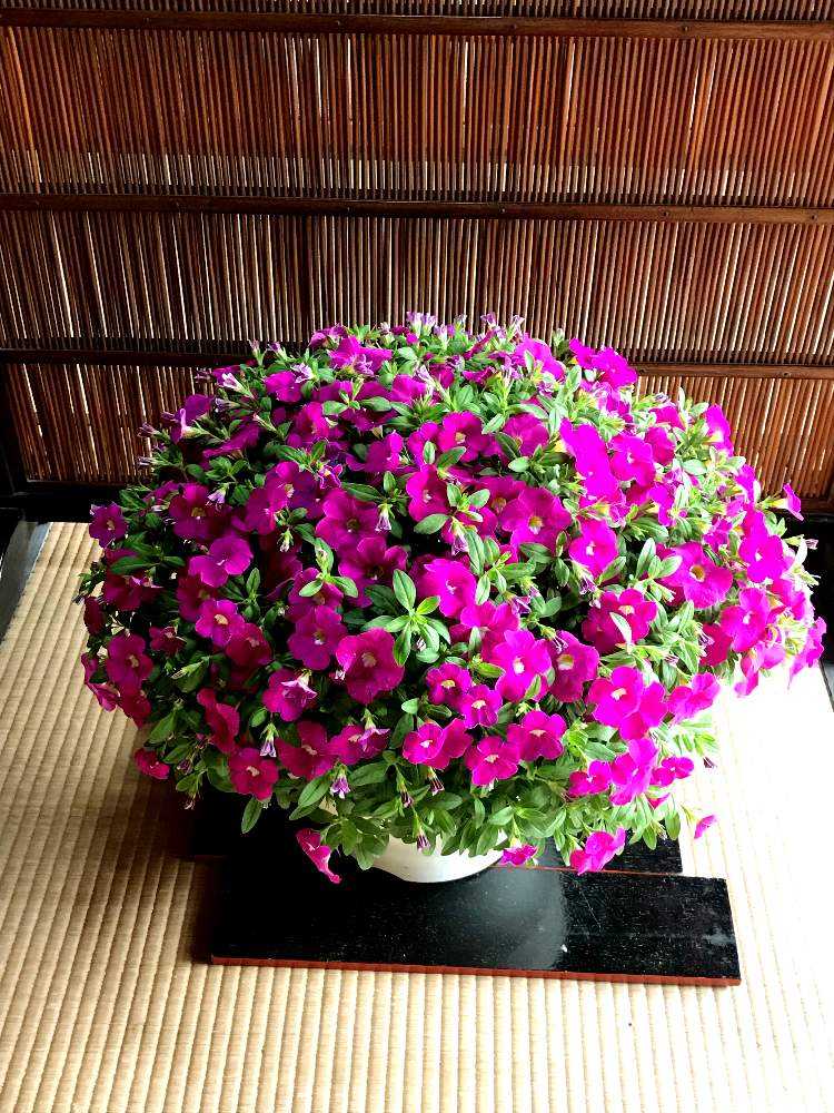 冬越しミリオンベル大輪その後 Greensnap グリーンスナップ