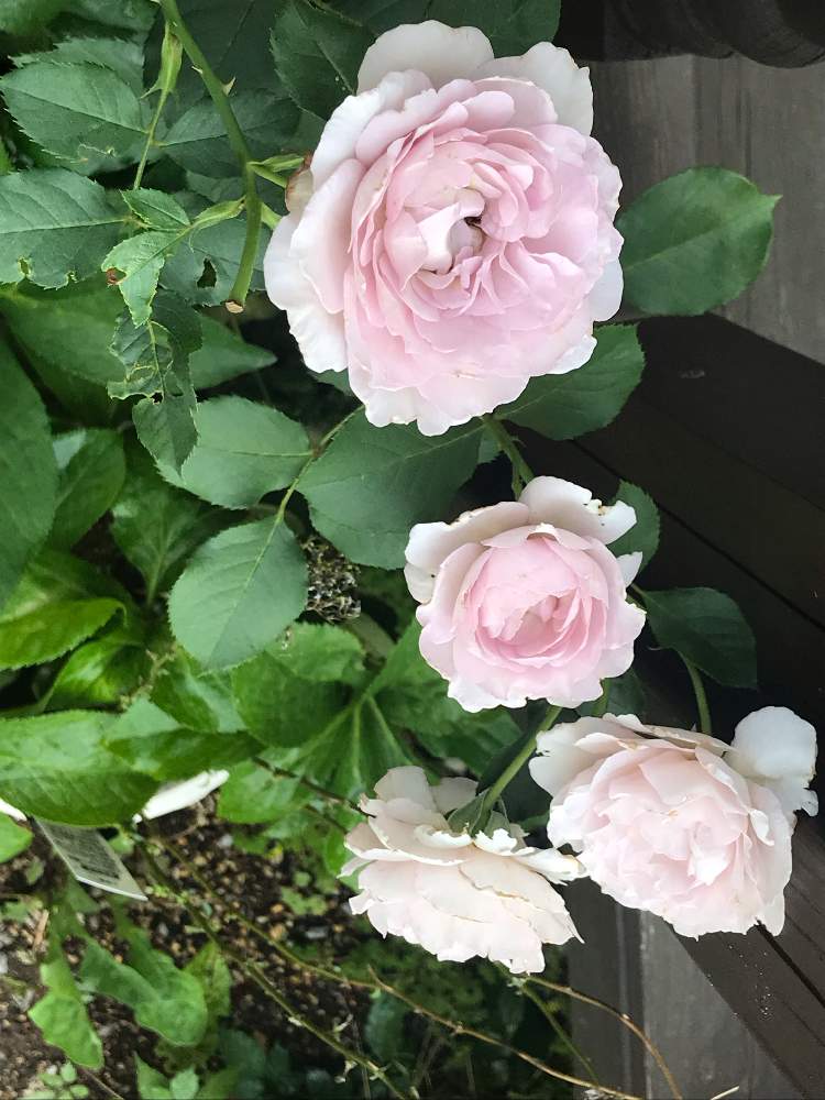 ニューウェーブの投稿画像 By Pipiさん 花のある暮らしとパープルのバラとバラの小道 19月6月19日 Greensnap グリーンスナップ